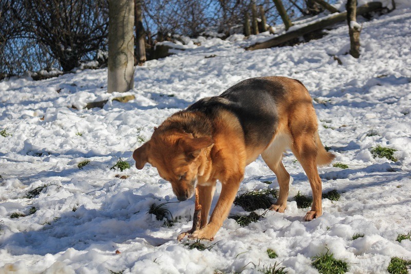 <span style="color: #046923;">Parassiti invernali: Come sopravvivono i parassiti in inverno?</span> 2 Cheri nella neve