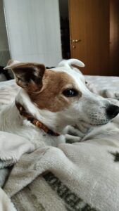 Collare ambra e occhio di tigre