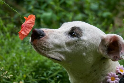 capire cosa i nostri animali desiderano veramente