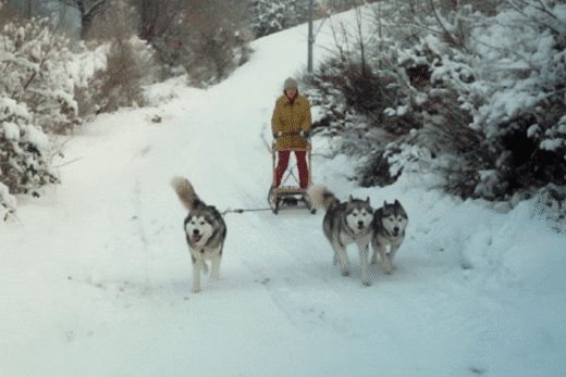 Animali da lavoro e da gara