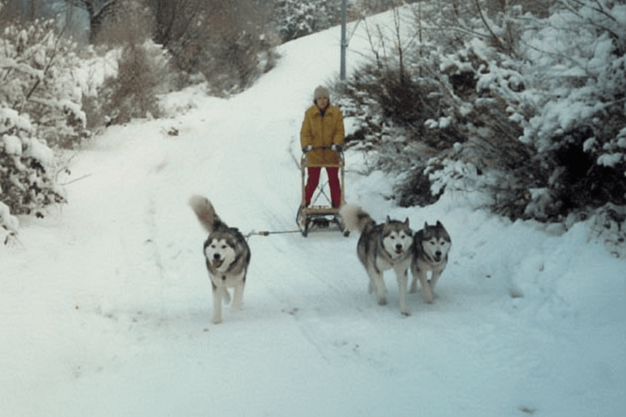 Animali da lavoro e da gara