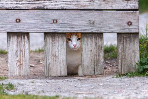 Localizzare animali smarriti