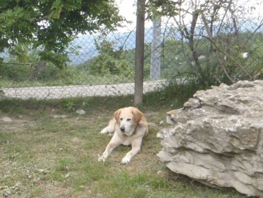 l’estremo gesto di gentilezza verso i nostri amici animali