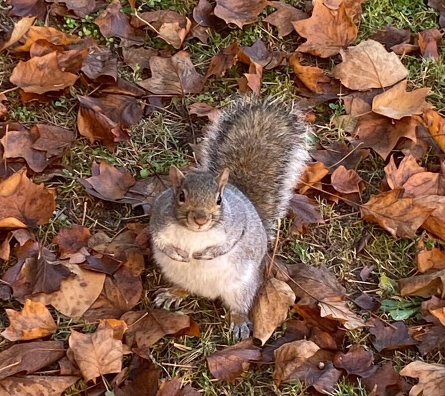 Studio comunità scientifica