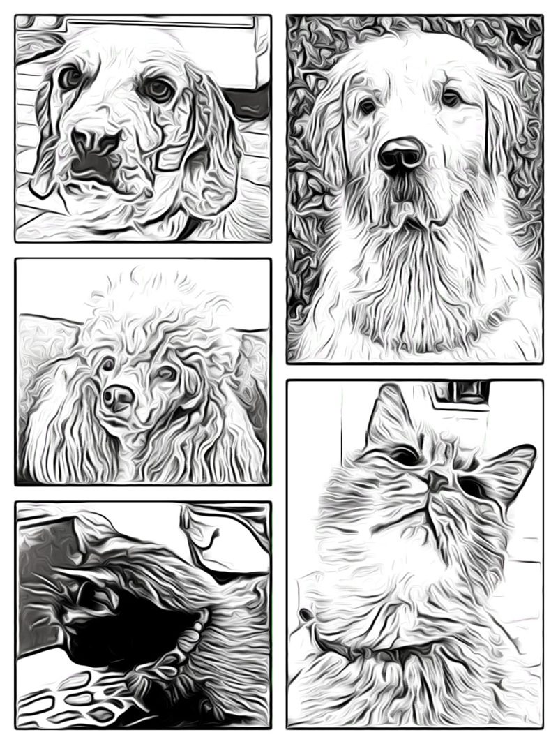 commemorare un animale dopo la sua perdita