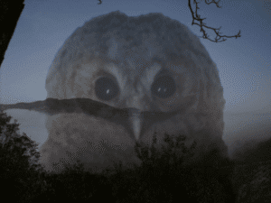 Shamanic Animal Communication & Healing