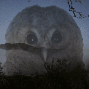 Shamanic Animal Communication & Healing