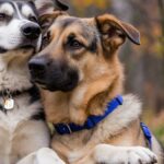 Ansia da separazione