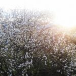 Potenziamento per la piena fioritura della manifestazione