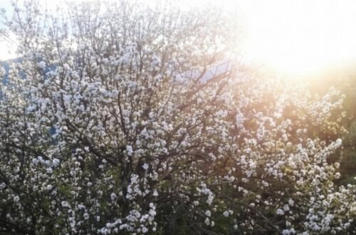 Potenziamento per la piena fioritura della manifestazione