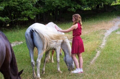 Trattamenti agli animali