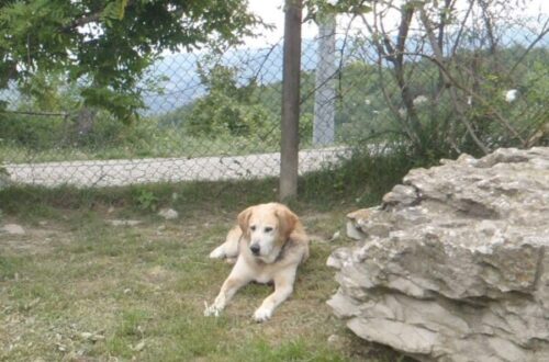 Estremo gesto di gentilezza