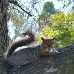 Dove va la telepatia
