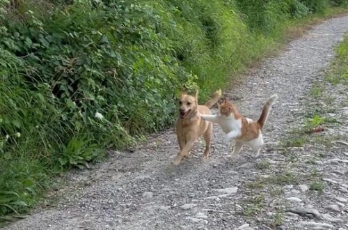 Nuovo animale in famiglia