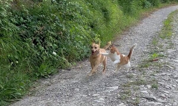 Nuovo animale in famiglia