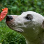 Desiderano veramente