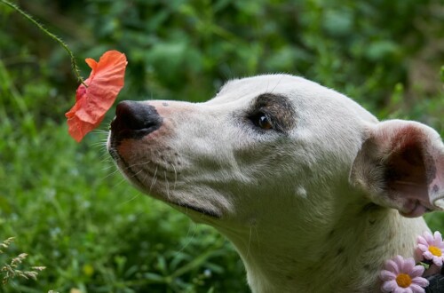 Desiderano veramente