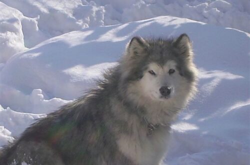 Animali e Reincarnazione