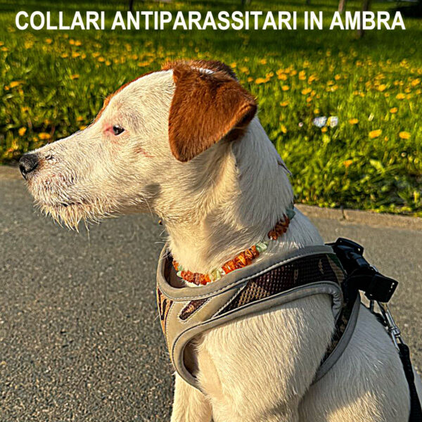 Collari ambra NLC