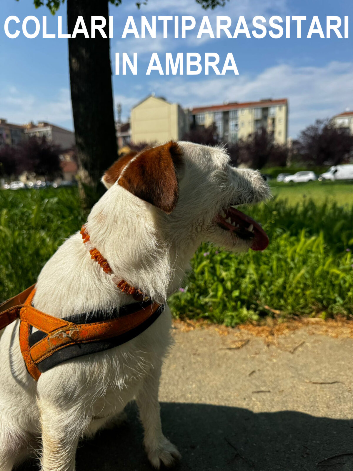 Collari antiparassitari in ambra