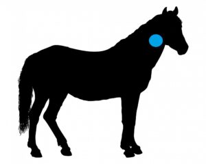Horse C5