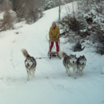 Animali da lavoro e da gara