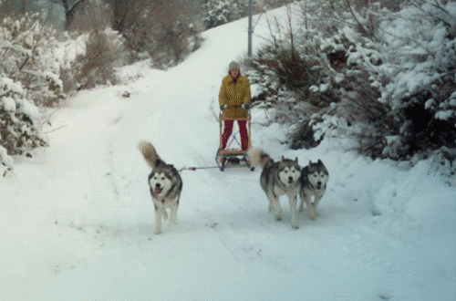 Animali da lavoro e da gara