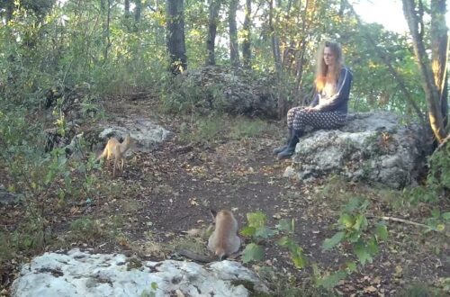Animali Selvatici