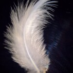 White Feather of Lanto