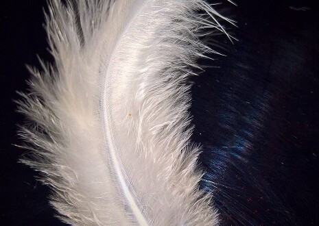 White Feather of Lanto