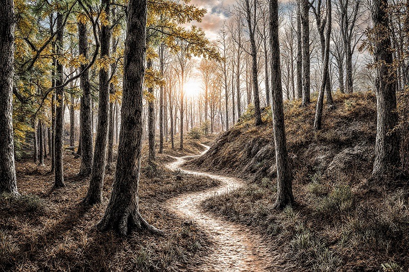 Forest